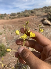 Chylismia multijuga