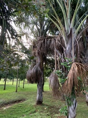 Mauritia flexuosa