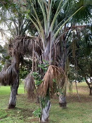 Mauritia flexuosa