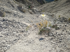Papaver alpinum alpinum
