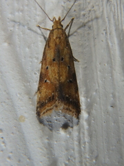 Brachmia blandella