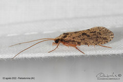 Plectrocnemia