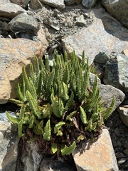 Polystichum lemmonii
