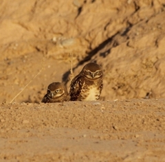 Athene cunicularia hypugaea