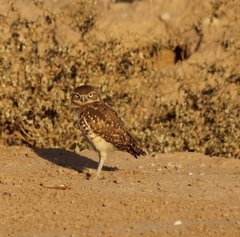 Athene cunicularia hypugaea
