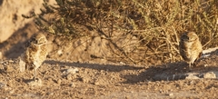 Athene cunicularia hypugaea