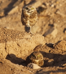 Athene cunicularia hypugaea