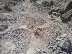 Papaver alpinum alpinum