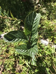 Rhamnus alpina