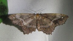 Hypagyrtis unipunctata