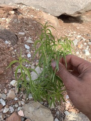 Brickellia longifolia longifolia