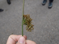 Juncus effusus