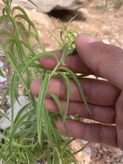 Brickellia longifolia longifolia