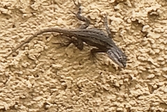 Sceloporus cowlesi