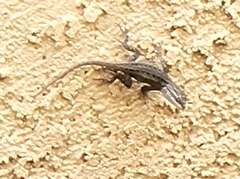 Sceloporus cowlesi