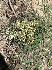 Lomatium brandegeei