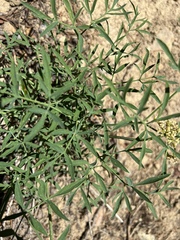 Lomatium brandegeei