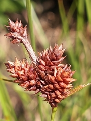 Carex extensa
