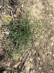 Lomatium brandegeei
