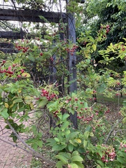 Combretum