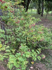 Combretum