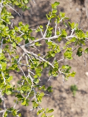 Condalia hookeri