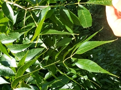 Fraxinus quadrangulata