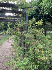 Combretum