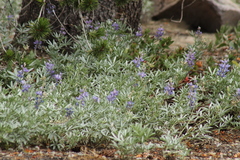 Lupinus obtusilobus