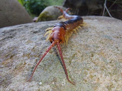 Scolopendra angulata