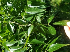 Fraxinus quadrangulata