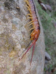 Scolopendra angulata