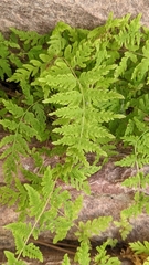 Cystopteris utahensis