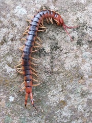Scolopendra angulata