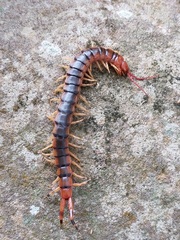 Scolopendra angulata