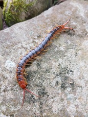 Scolopendra angulata