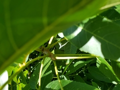 Fraxinus quadrangulata