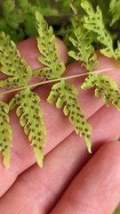 Cystopteris utahensis