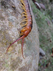 Scolopendra angulata