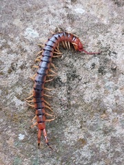 Scolopendra angulata