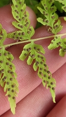 Cystopteris utahensis