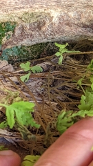 Cystopteris utahensis