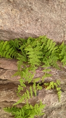 Cystopteris utahensis