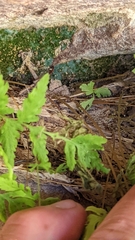 Cystopteris utahensis