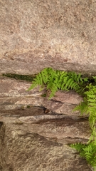 Cystopteris utahensis