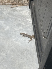 Aspidoscelis tesselatus