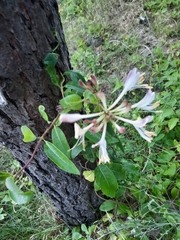 Lonicera periclymenum