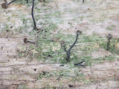 Chaenotheca trichialis