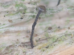 Chaenotheca trichialis