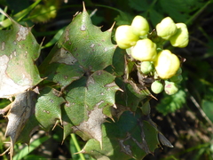 Berberis pinnata pinnata